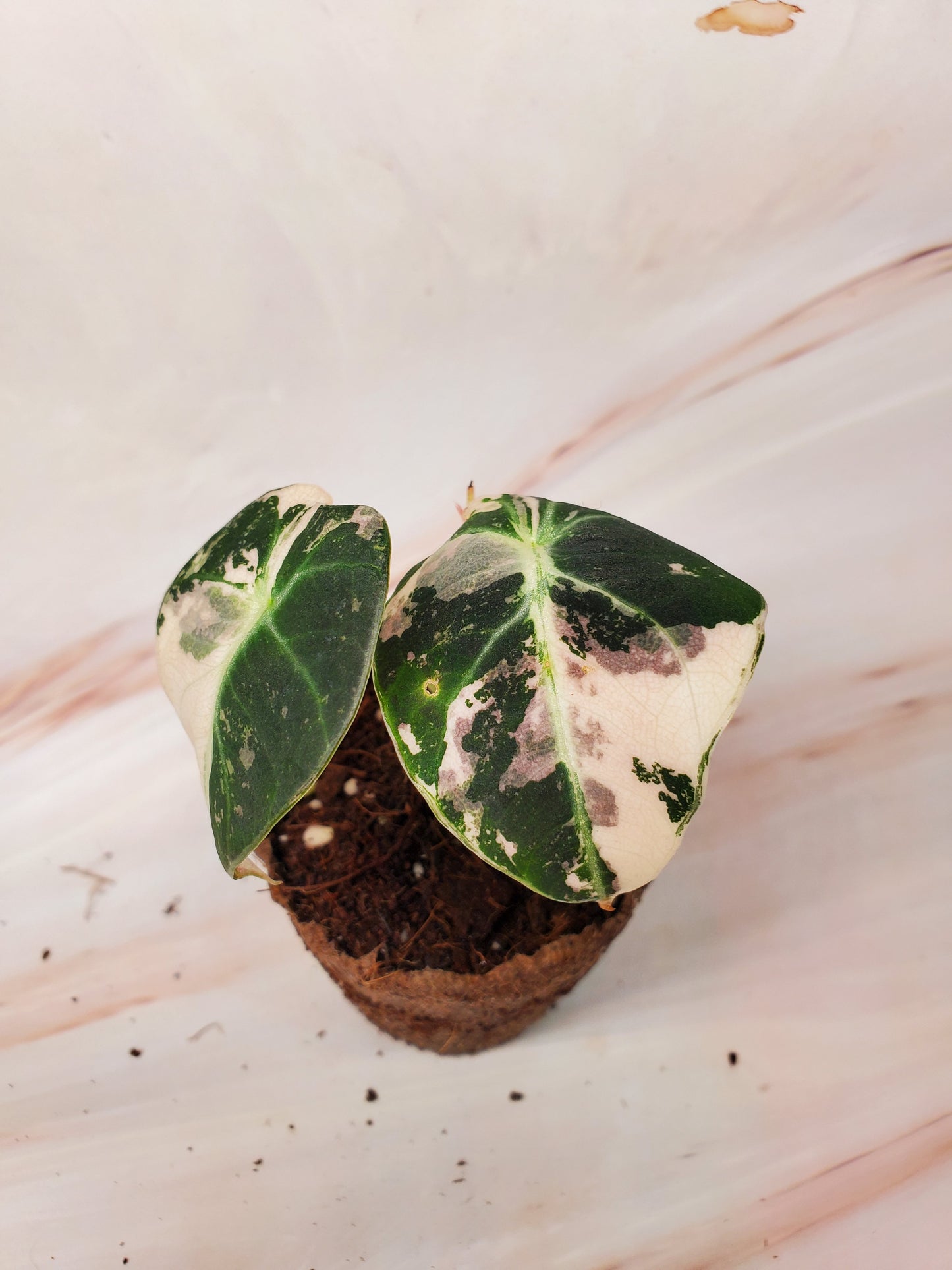 Alocasia Pink Black Velvet Variegated | US Seller