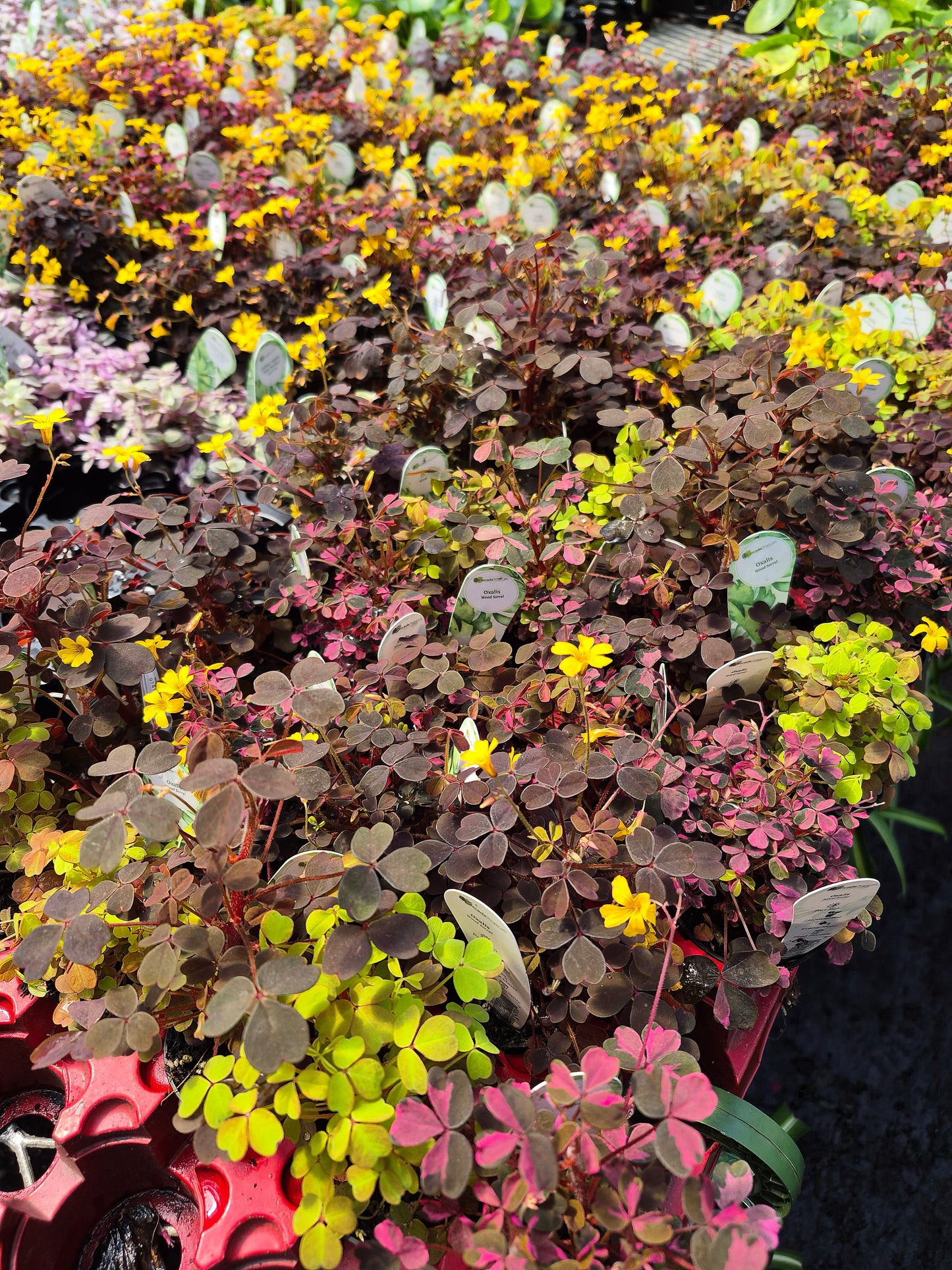 Oxalis Triangularis Plum Crazy | Shamrock