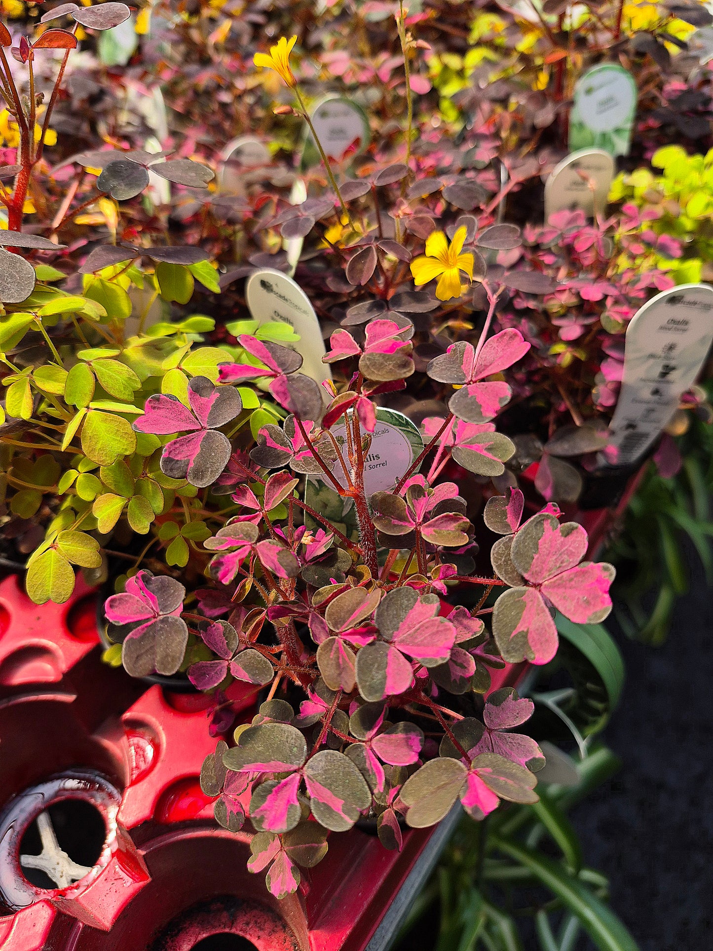 Oxalis Triangularis Plum Crazy | Shamrock