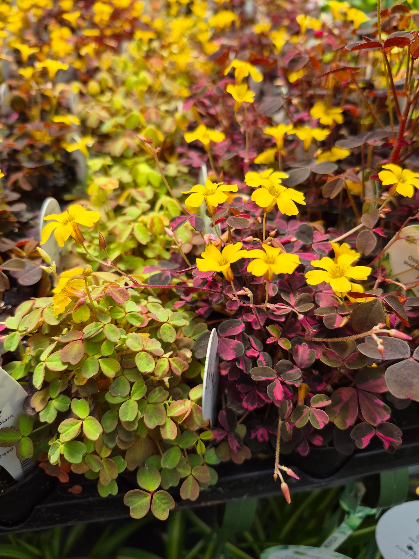 Oxalis Triangularis Plum Crazy | Shamrock