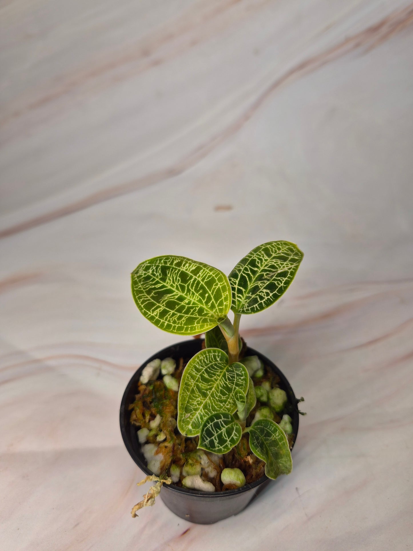 Macodes Petola | Lightning Jewel Orchid