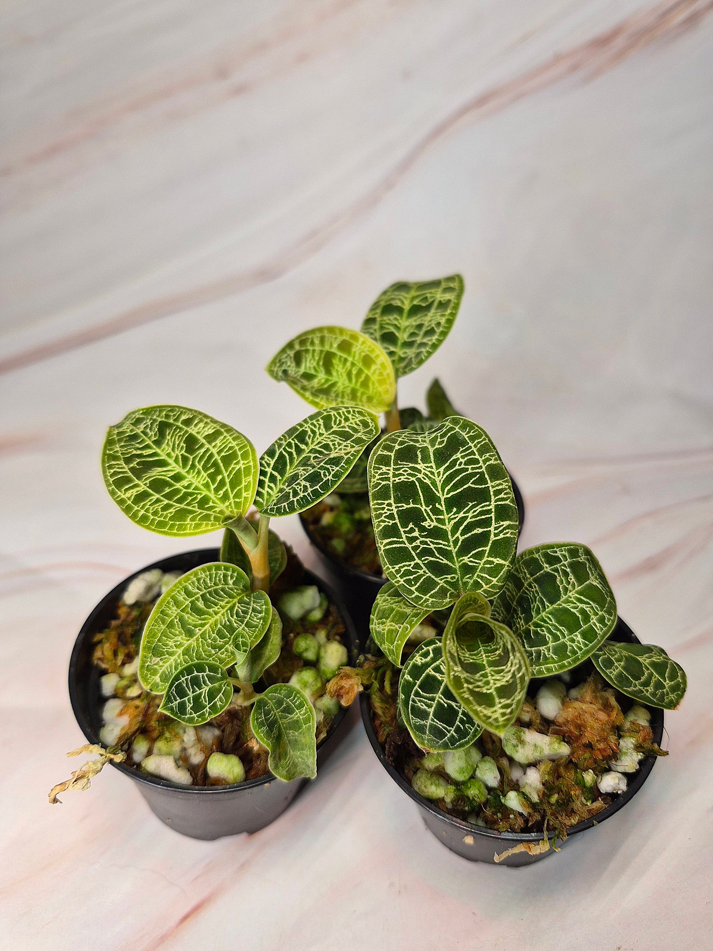 Macodes Petola | Lightning Jewel Orchid