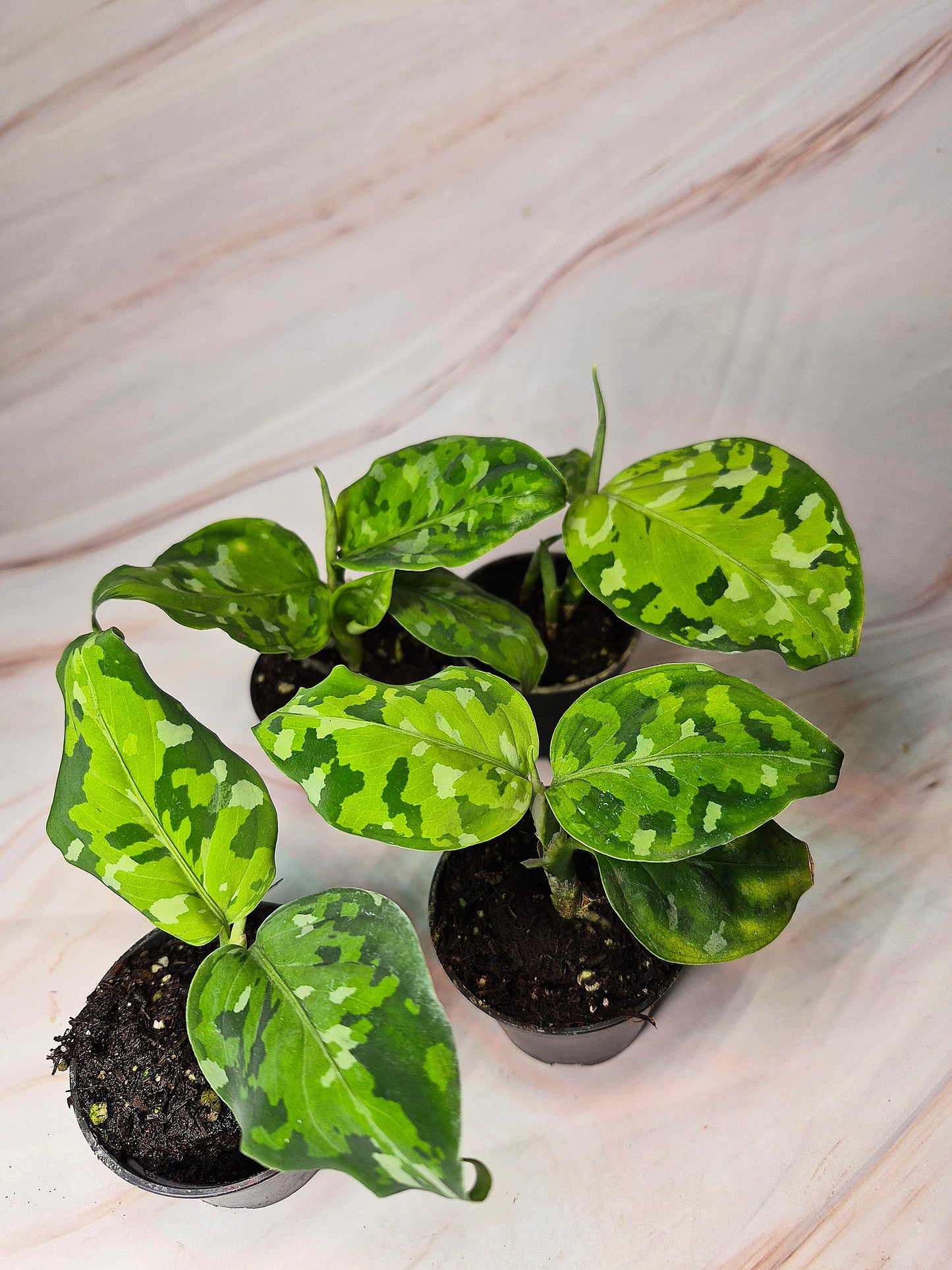 Aglaonema Pictum Tricolor 2in | Rare Plants
