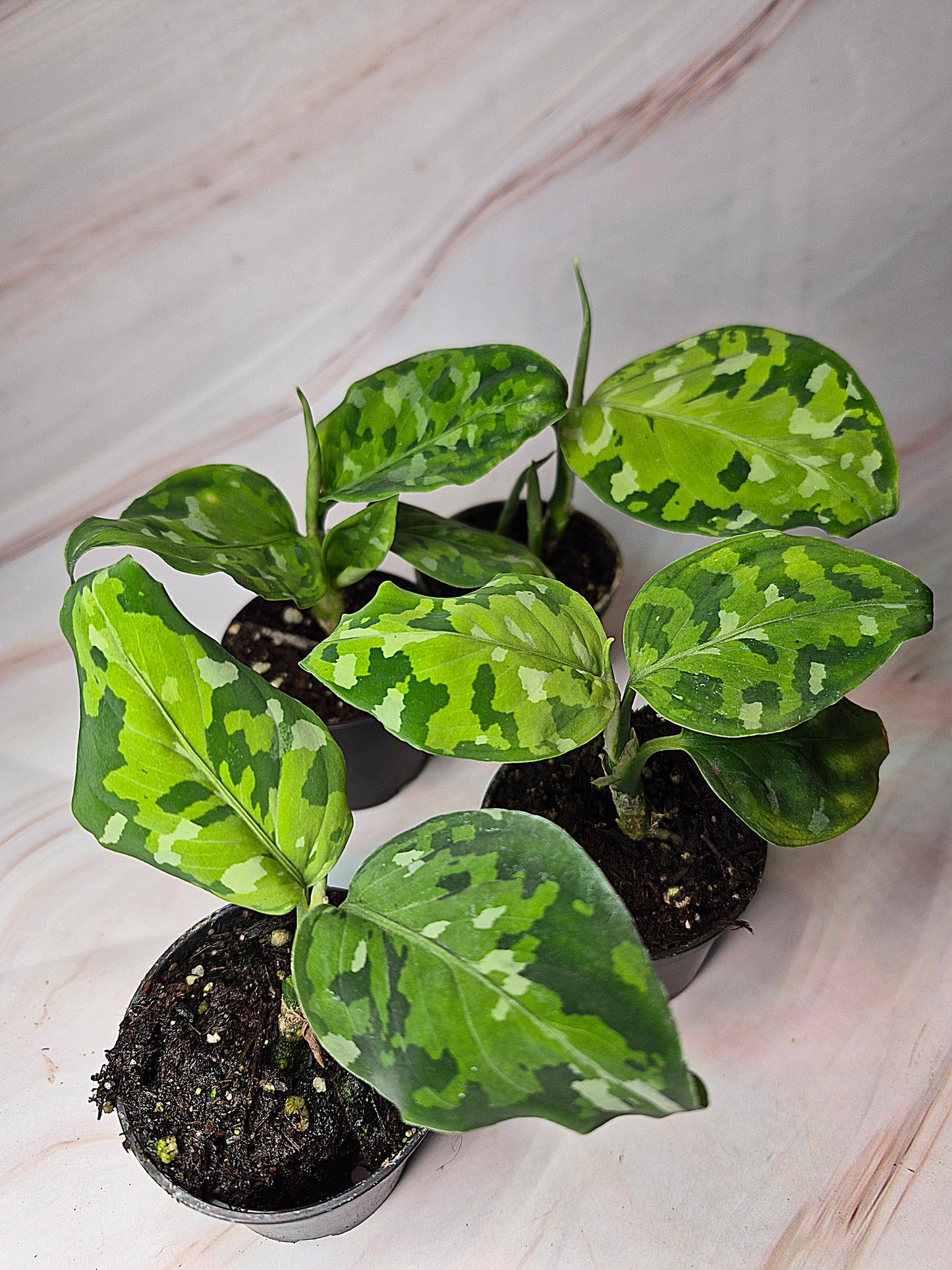 Aglaonema Pictum Tricolor 2in | Rare Plants
