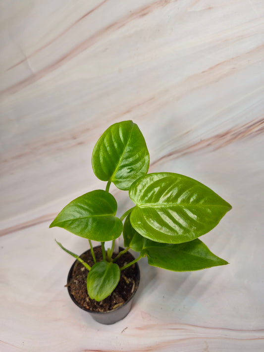 Anthurium Veitchii 2" | Rare Plants