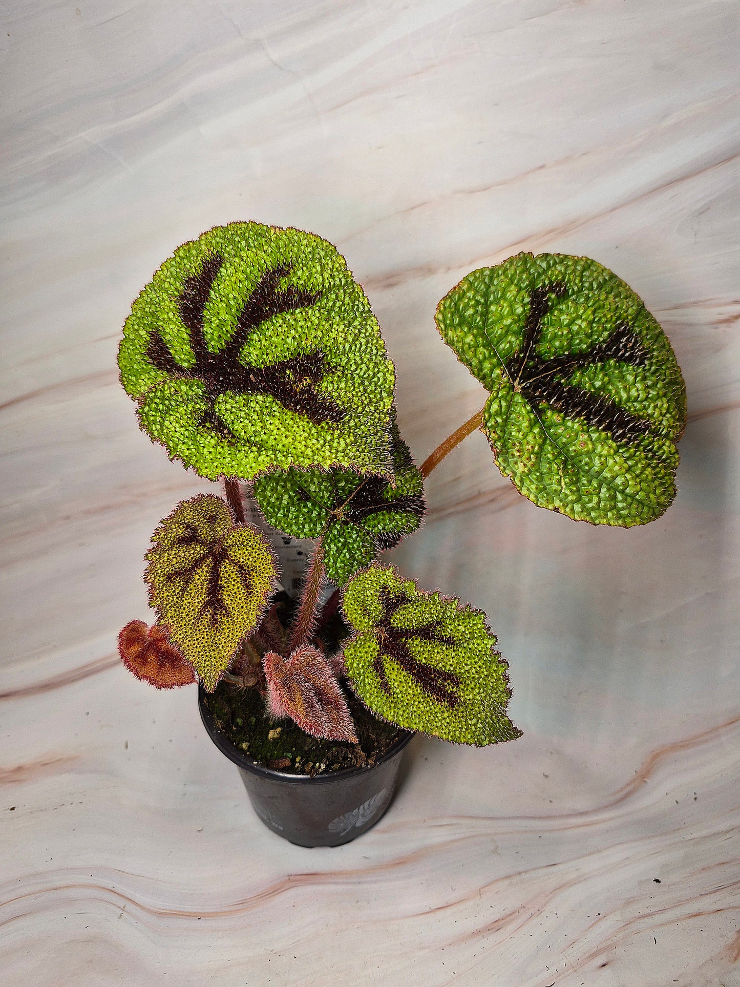 Begonia masoniana | Iron Cross Begonia 4in