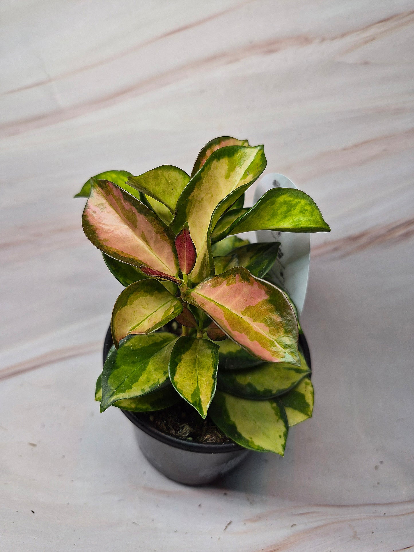 Hoya Australis Tricolor | Rare Plants