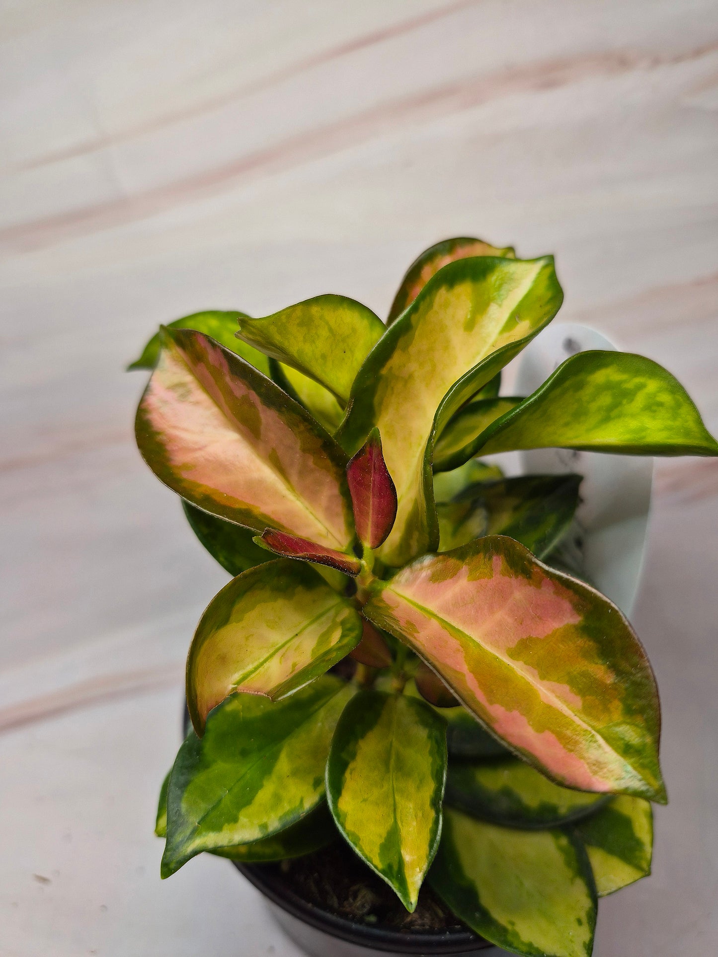 Hoya Australis Tricolor | Rare Plants