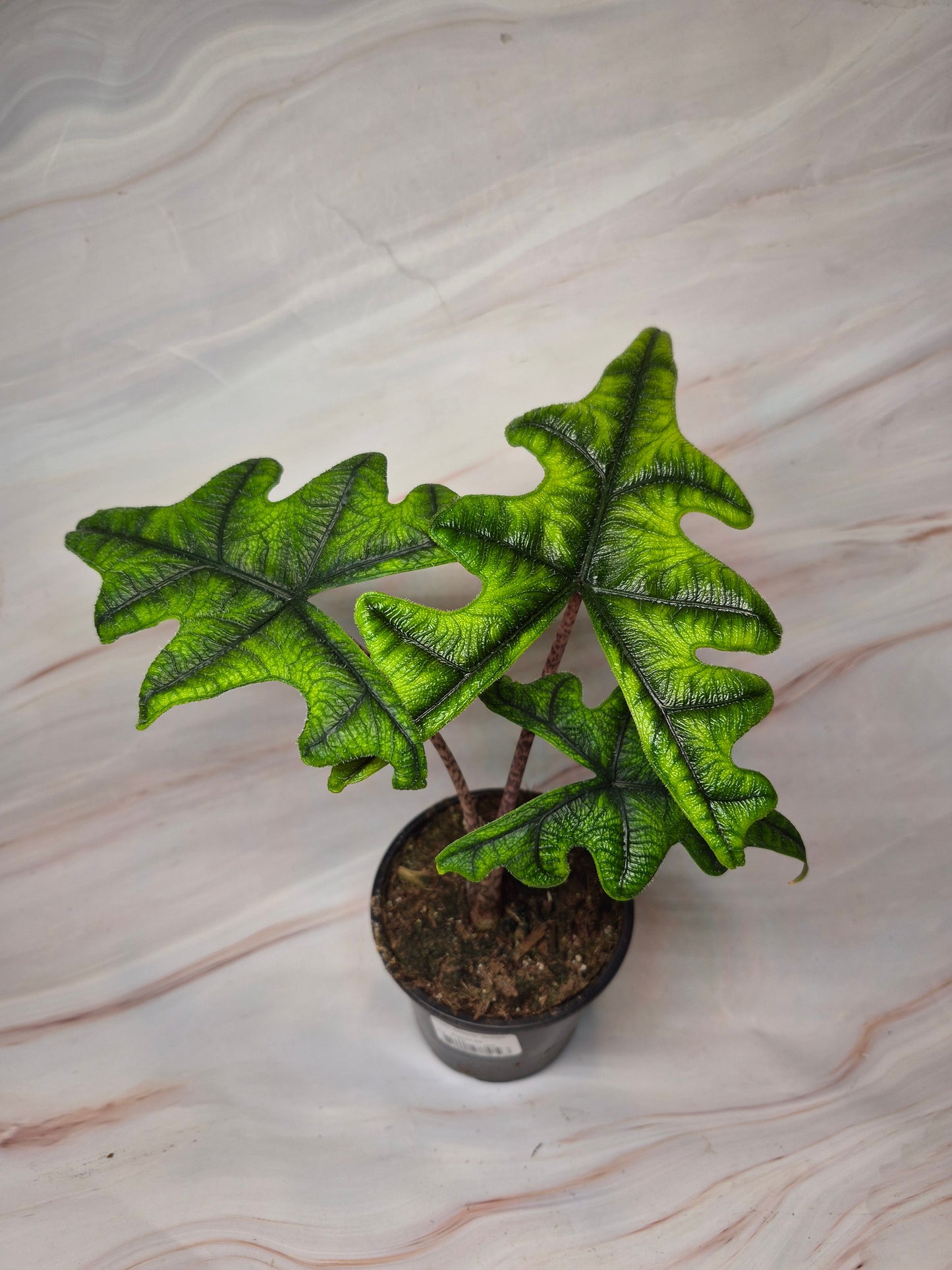 Alocasia Jacklyn 4in | Rare Plants