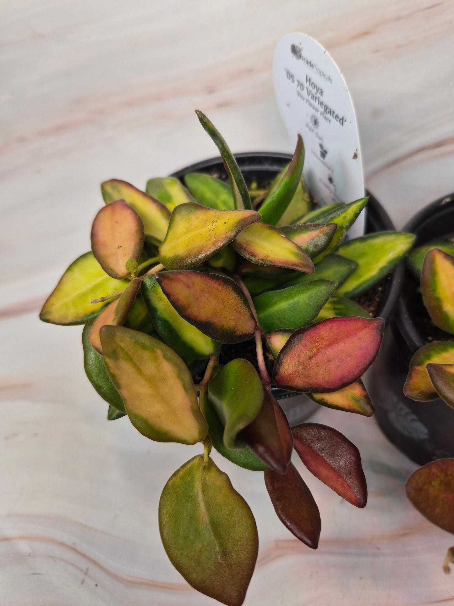 Hoya DS-70 Variegated | Rare Plants