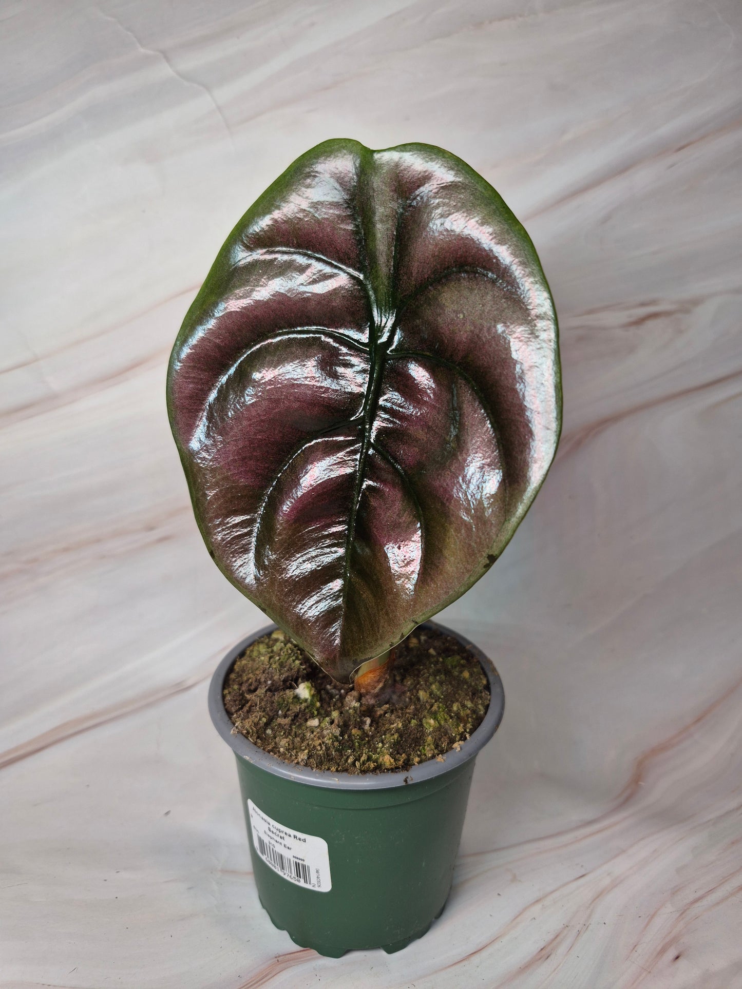 Alocasia Cuprea Red Secret 4in | Rare Plants