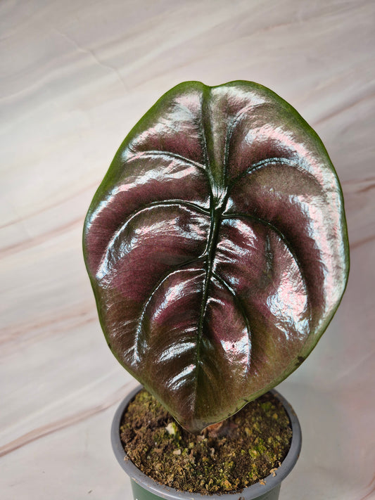 Alocasia Cuprea Red Secret 4in | Rare Plants