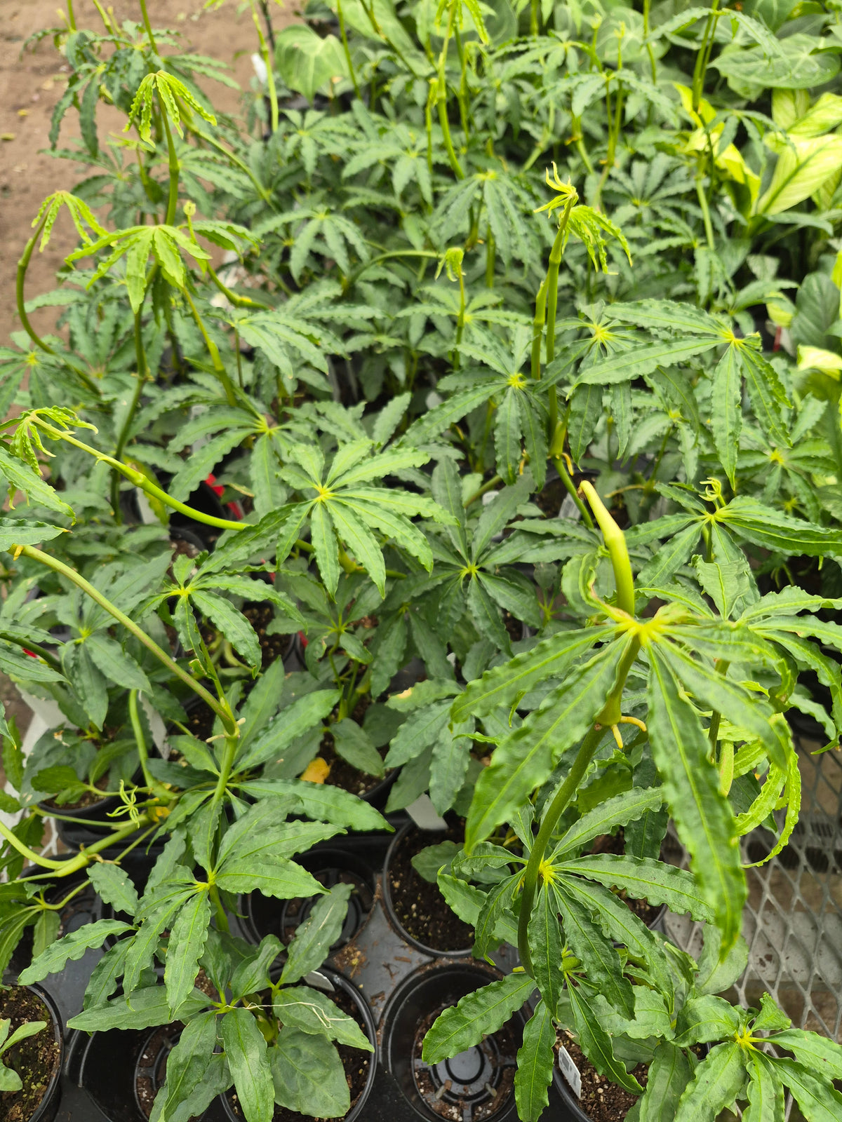 Anthurium Polyschistum
