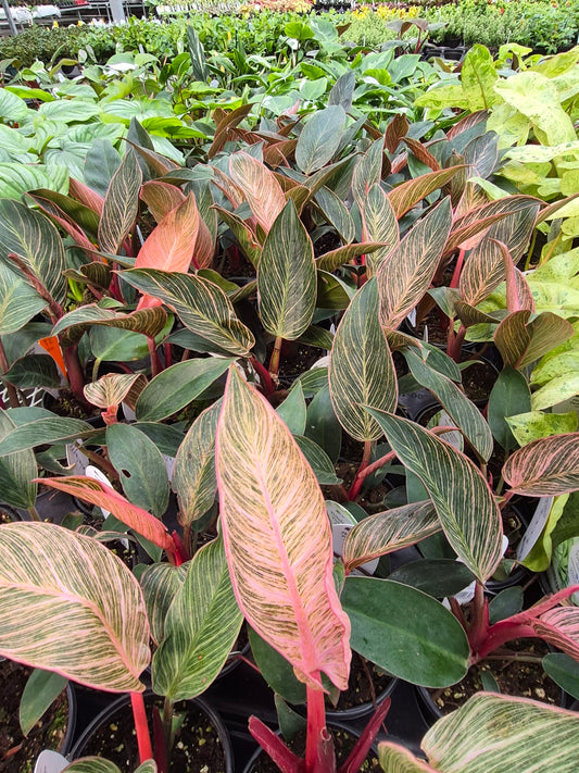 Philodendron Pink Birkin 4in | Rare Plants