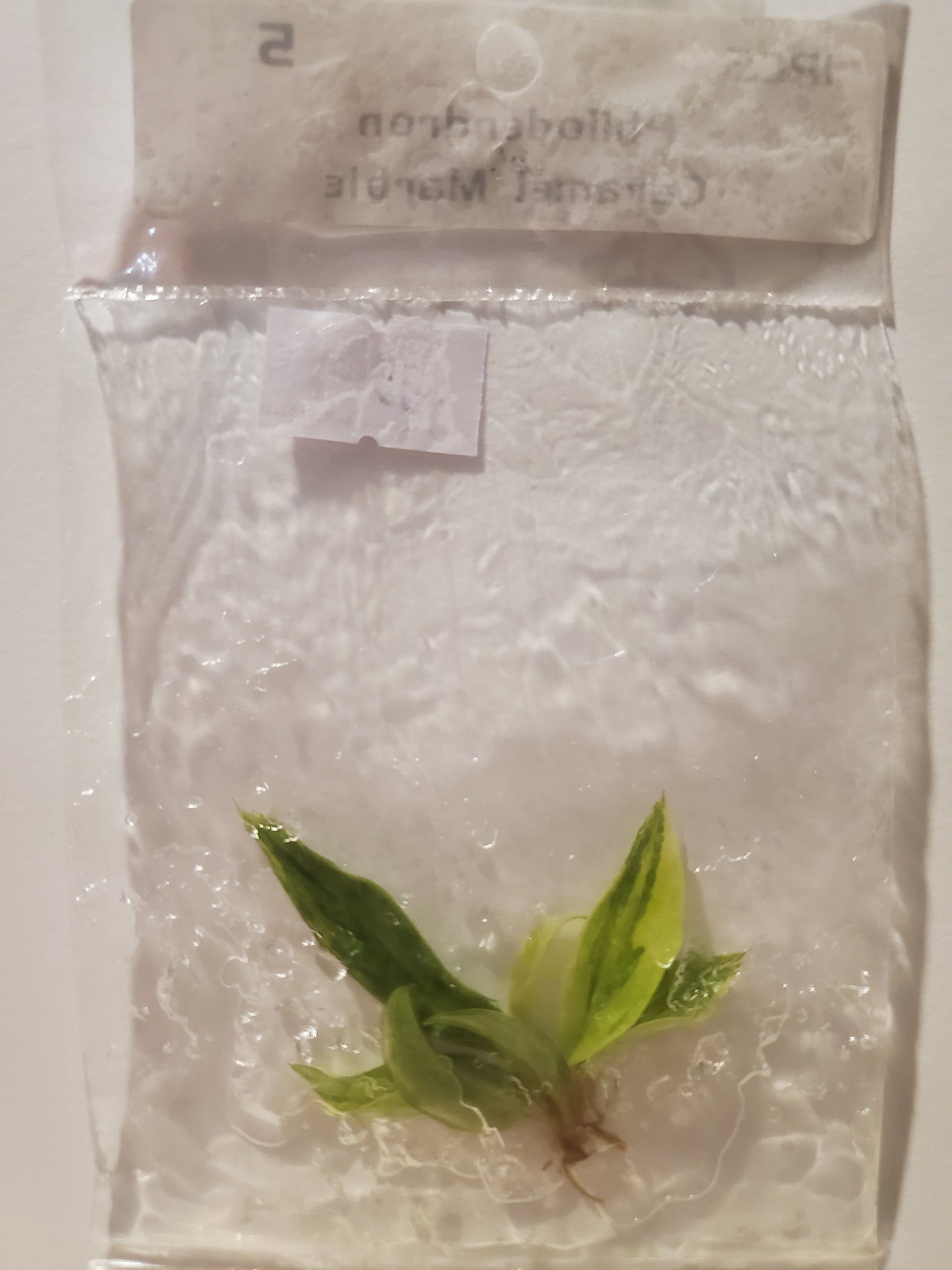 Philodendron Caramel Marble Tissue Culture | Rare Plants
