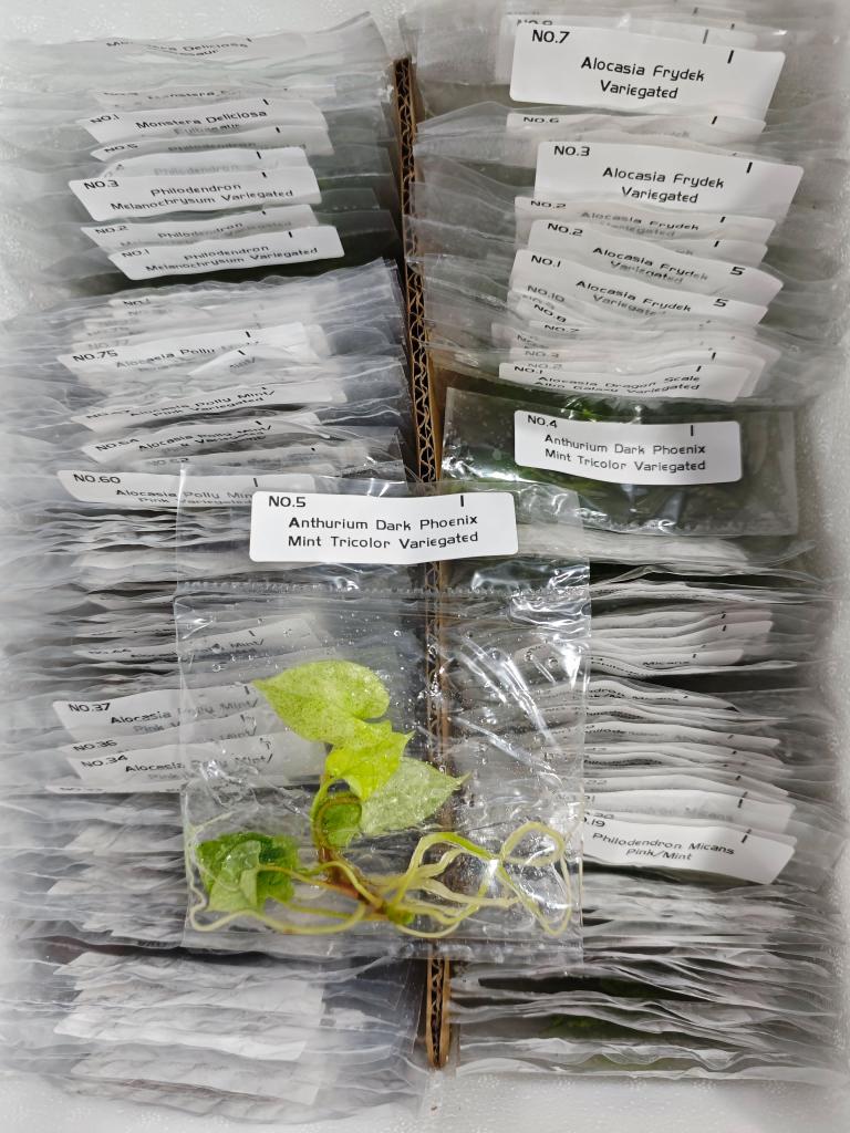 Anthurium Mint Tricolor Dark Phoenix | Tissue Culture