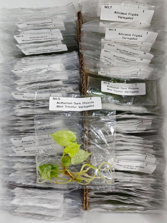 Anthurium Mint Tricolor Dark Phoenix | Tissue Culture