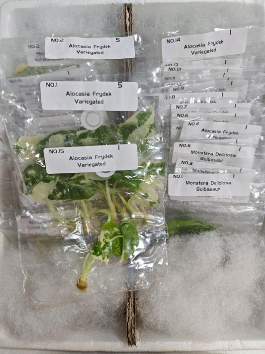 Alocasia Variegated Frydek | Tissue Culture