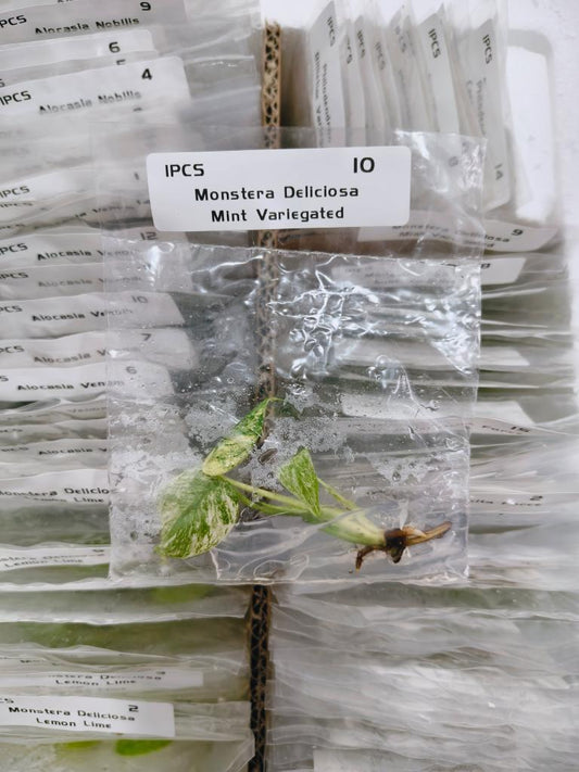 Monstera Deliciosa Mint Large Form | Tissue Culture