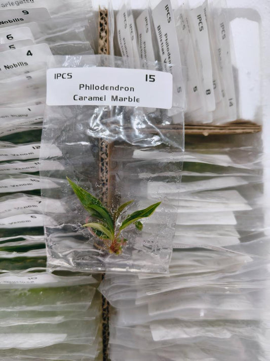 Philodendron Caramel Marble Tissue Culture | Rare Plants