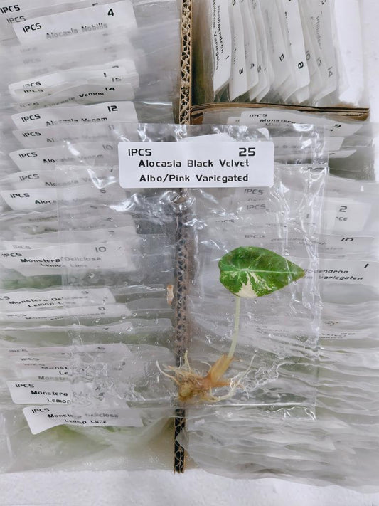 Alocasia Pink Black Velvet Variegated | Tissue Culture