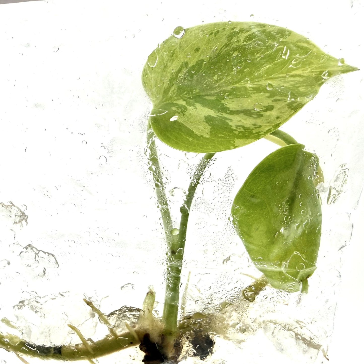 Monstera Bulbasaur | US SELLER RARE TISSUE CULTURE