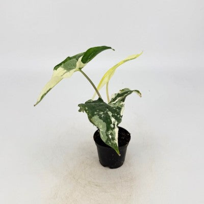 Syngonium Albo Variegated