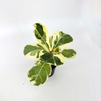 Ficus lyrata 'Variegated' 4in | Fiddle-Leaf Fig