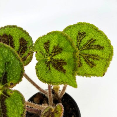 Begonia masoniana | Iron Cross Begonia 4in