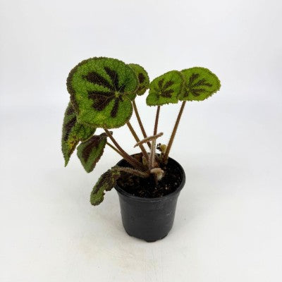 Begonia masoniana | Iron Cross Begonia 4in