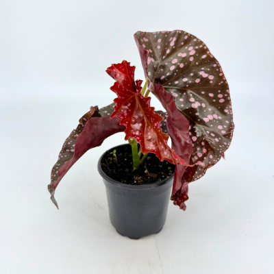 Begonia Cracklin Rosie | Angel Wing Begonia 4in