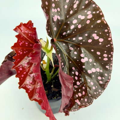 Begonia Cracklin Rosie | Angel Wing Begonia 4in