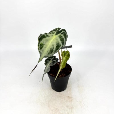 Alocasia Venom 4in | Rare Plants