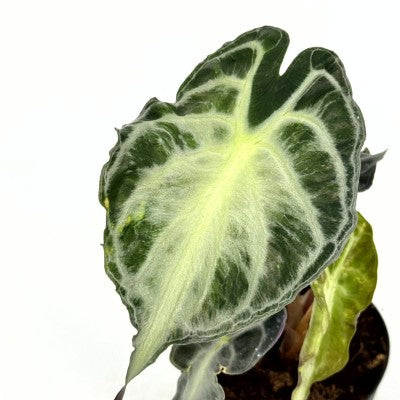 Alocasia Venom 4in | Rare Plants