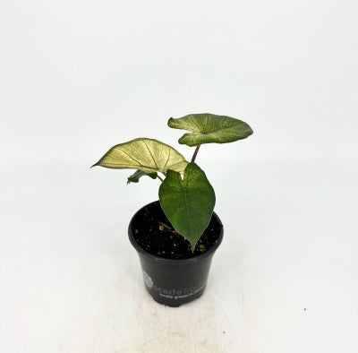 Alocasia Yucatan Princess Mint Variegated