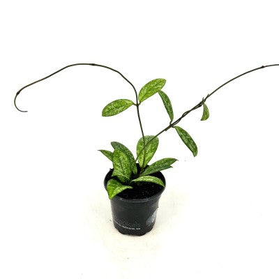 Hoya Crassipetiola Super Splash