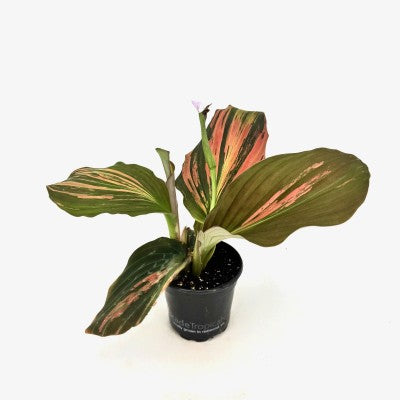 Kaempferia sp, Pink Variegated Ginger