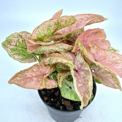 Syngonium 'Pink Rolli'