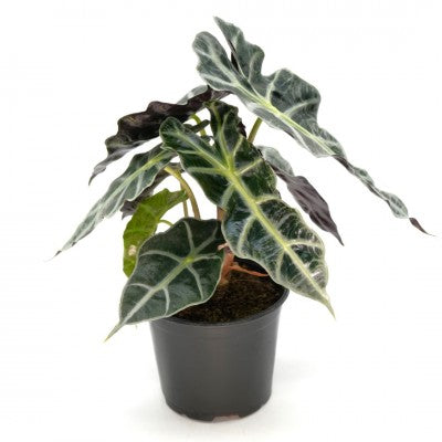 Alocasia amazonica Polly | African Mask Plant 4in