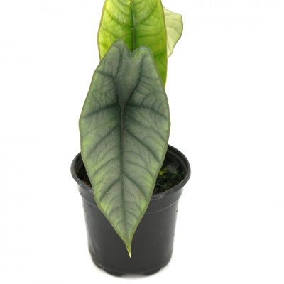 Alocasia Platinum 4in | Rare Plants