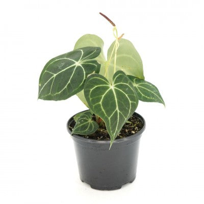Anthurium Clarinervium 4in