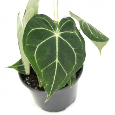 Anthurium Clarinervium 4in