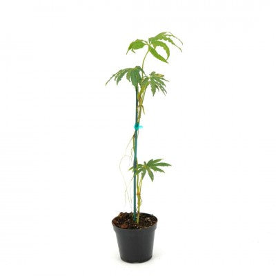 Anthurium Polyschistum