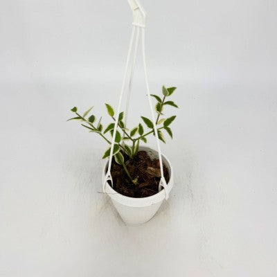 Hoya Bella Luis Bois Variegated 2" | Rare Hoya