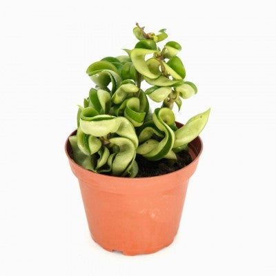 Hoya Carnosa 'Compacta' | Rope Plant