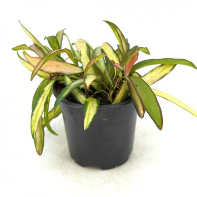 Hoya Wayetti Tricolor | Rare Plants