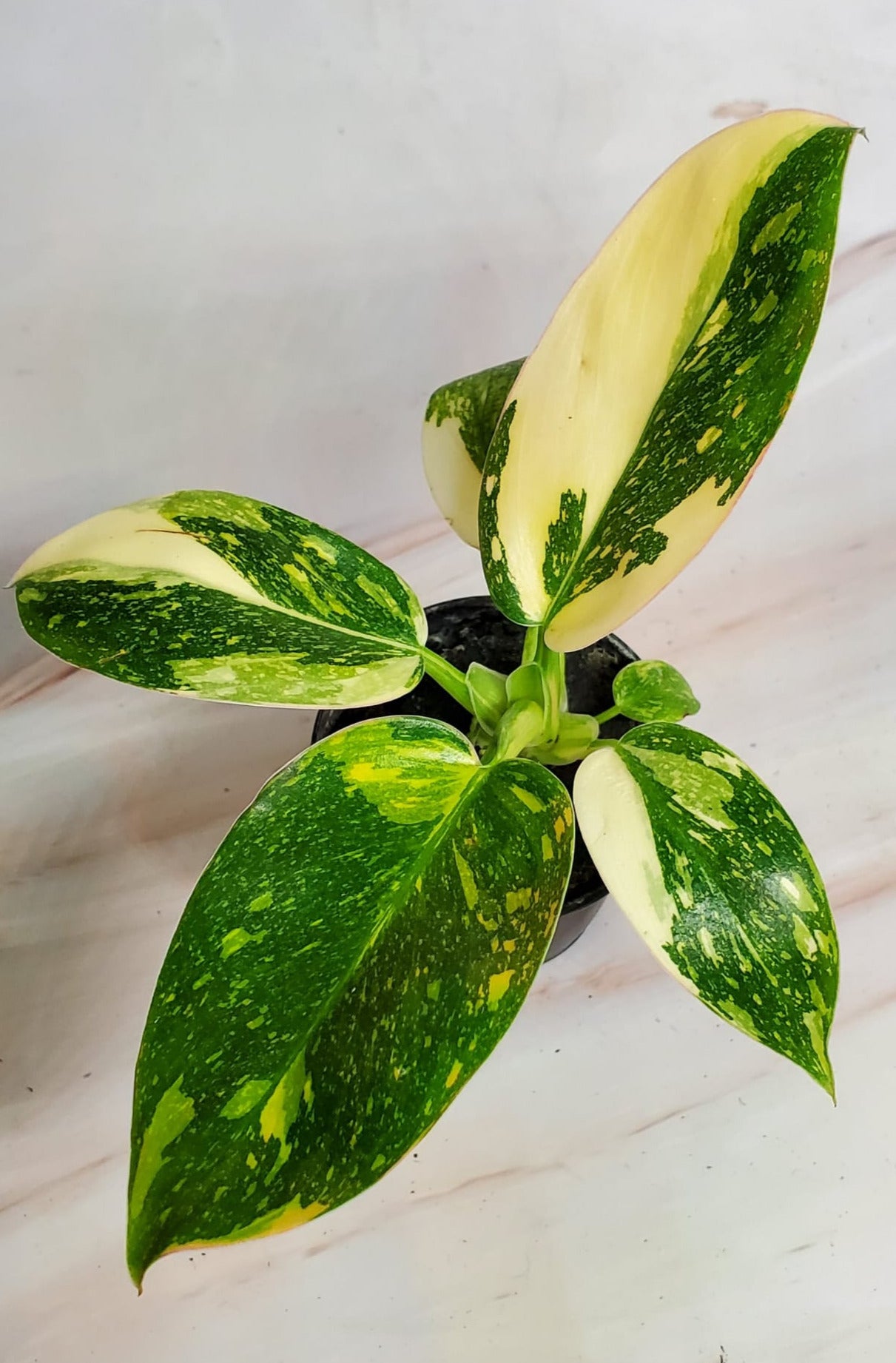 Philodendron Green Congo 'Nuclear' Variegation | Rare Plant