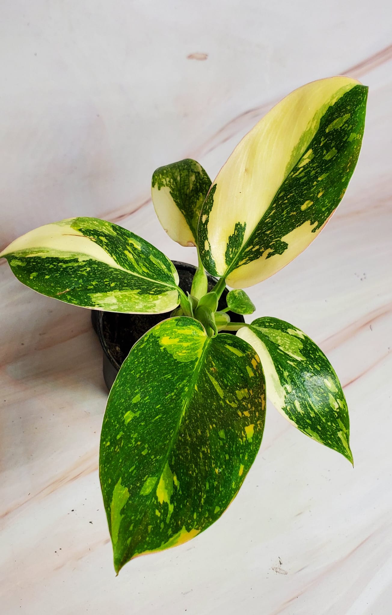 Philodendron Green Congo 'Nuclear' Variegation | Rare Plant