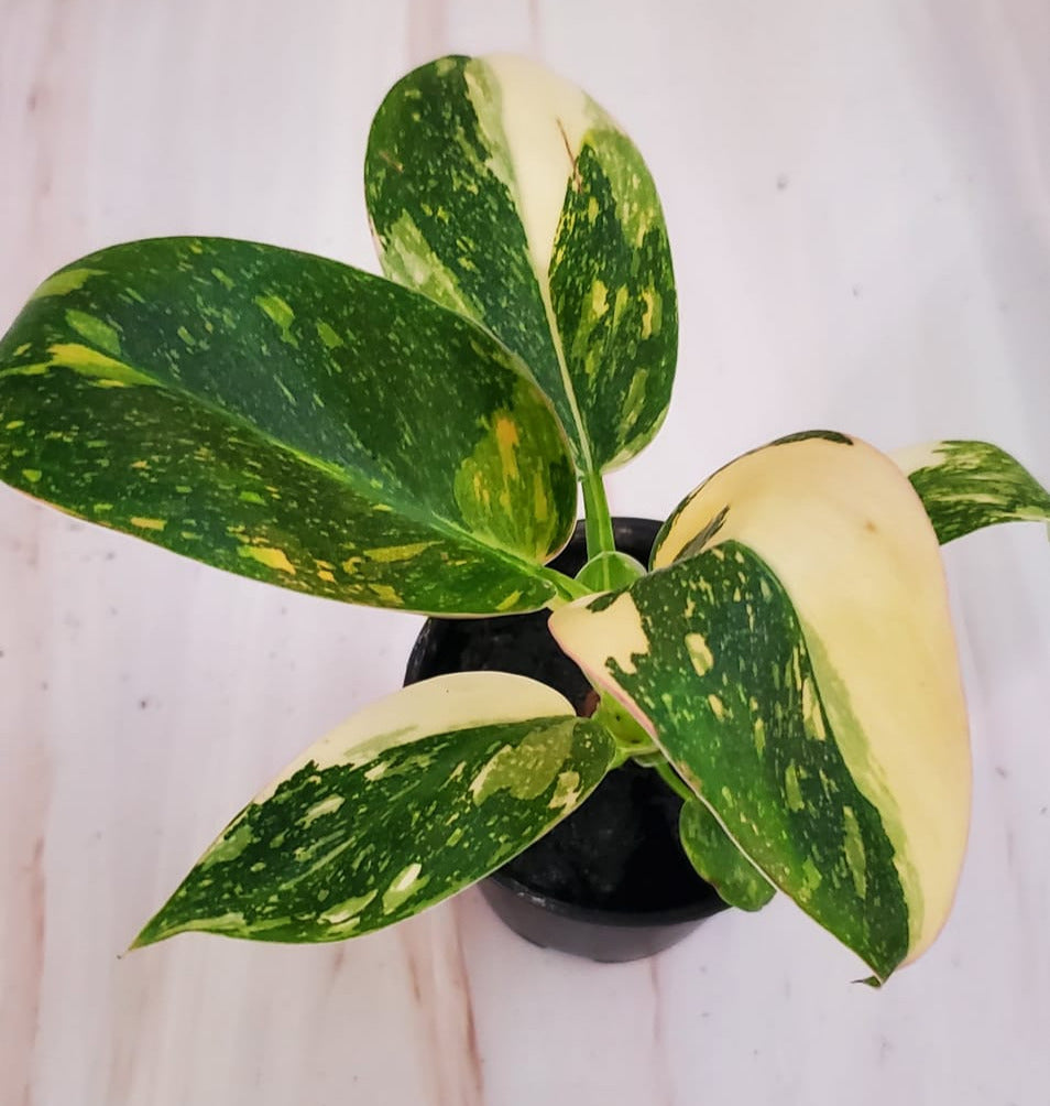 Philodendron Green Congo 'Nuclear' Variegation | Rare Plant