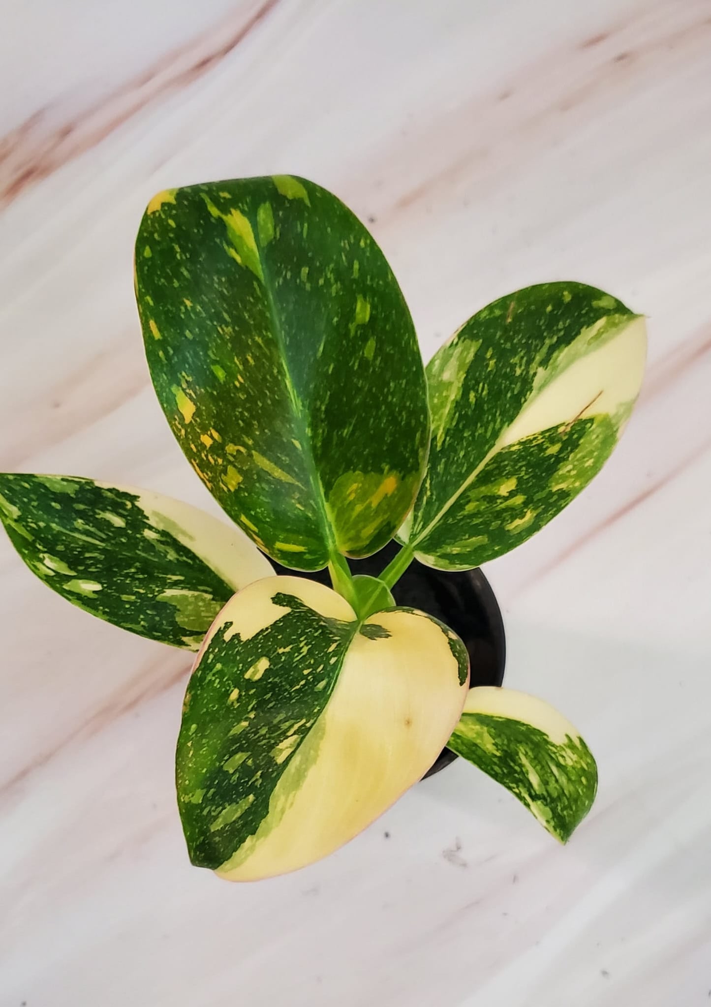 Philodendron Green Congo 'Nuclear' Variegation | Rare Plant